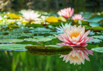 Avoid Stagnant Water, Bacteria, Algae, Poor Oxygenation, and Bacteria!